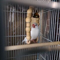 桜文鳥、白文鳥