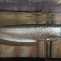 シルバーアロワナ　50cm±　引き取り限定の画像