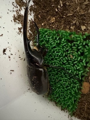 ヘラクレスオオカブト オスメスペアです