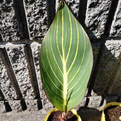 🈹①小サイズ ベンガルタイガー 観葉植物の画像