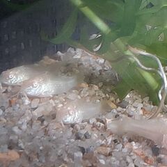 白コリ稚魚　2ヶ月の画像