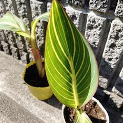 🈹② ベンガルタイガー中 観葉植物の画像