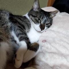 里親募集
