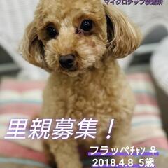 里親様決定 ｱﾘｶﾞﾄｳｺﾞｻﾞｲﾏｼﾀ!!😍抱っこ好き🤗 💕フ...