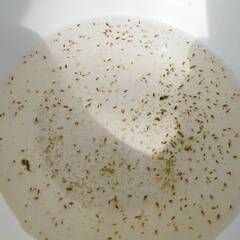 ミジンコ　めだかの生餌