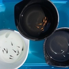 ミユキ10匹、楊貴妃10匹、オロチ10匹の画像