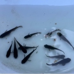 ミユキ10匹、楊貴妃10匹、オロチ10匹の画像