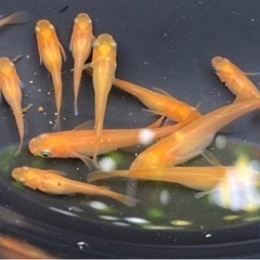 ミユキ10匹、楊貴妃10匹、オロチ10匹の画像