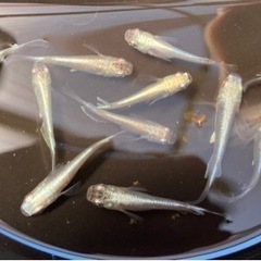 ミユキ10匹、楊貴妃10匹、オロチ10匹の画像