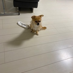 ペキニーズとヨークシャテリアのミックス - 横浜市