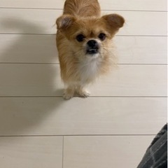 ペキニーズとヨークシャテリアのミックス