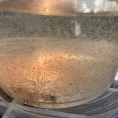 タマミジンコ　値下げしました。の画像
