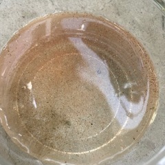 タマミジンコ　値下げしました。の画像