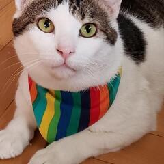 過酷な体験をしてきた元野良猫です(推定3才)