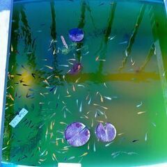 [４]夜桜メダカ(無選別)5匹500円～／ミックスメダカ10匹500円～の画像