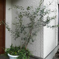 【オリーブ】【ルッカ】開花・結実実績あり