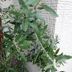 【オリーブ】【ルッカ】開花・結実実績ありの画像