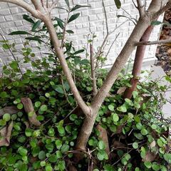 【オリーブ】【ルッカ】開花・結実実績ありの画像