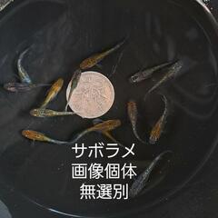 サボラメメダカ。画像個体全てです。無選別。
