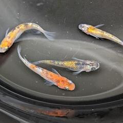 めだか月弓の卵２０個出品します。