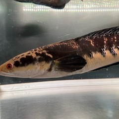 大型熱帯魚　大型水槽　引き取り限定の画像