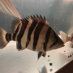 大型熱帯魚　大型水槽　引き取り限定の画像