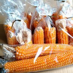 ☆残り９セット☆値下げ！🌽ポップコーンのとうもろこし🌽　２本セット