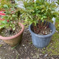 白い芍薬の画像