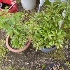 白い芍薬の画像