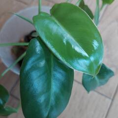レア植物　バールマルクス元斑入り