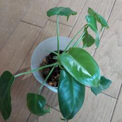 レア植物　バールマルクス元斑入りの画像