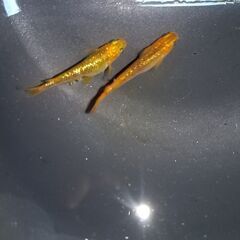 メダカ　レクリス　売りますの画像