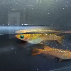 メダカ　レクリス　売りますの画像