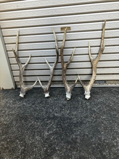 ニホンジカの角  値下げ交渉可