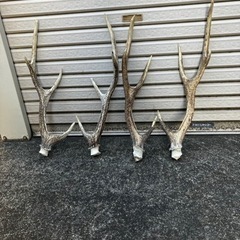 ニホンジカの角 値下げ交渉可