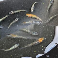 めだか月弓の若魚１０匹オスメス無選別を出品します。