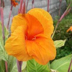 🈹①小サイズ ベンガルタイガー 観葉植物の画像