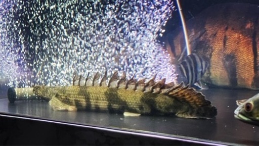 ポリプテルスセット