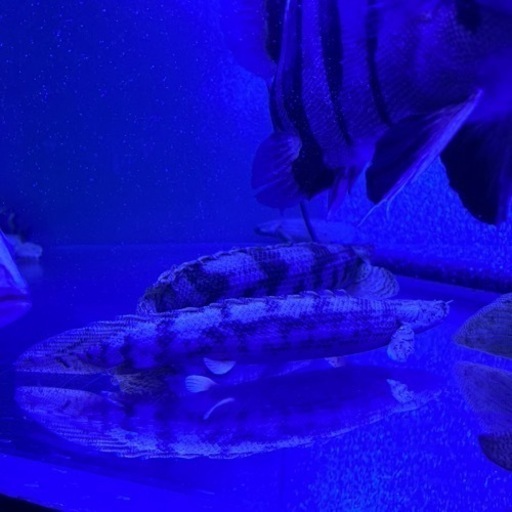 ポリプテルスセット