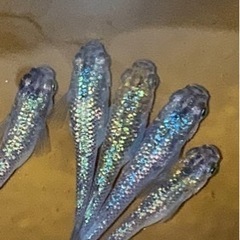めだか、金魚、グッピー引き取ります！