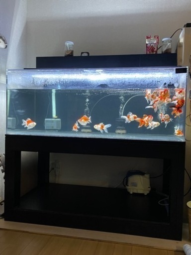 金魚15匹まとめて売ります