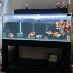 金魚15匹まとめて売ります