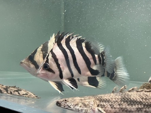 ダトニオプラスワン