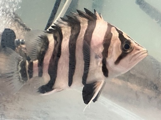ダトニオプラスワン