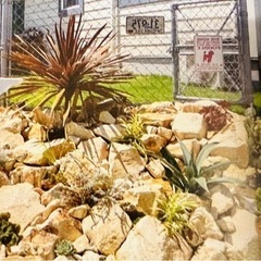 大きなマーブルロック　ドライガーデン　ロックガーデンに！の画像