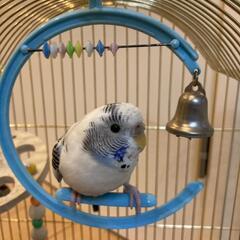 セキセイインコ　性別不明　1歳