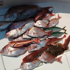 伊勢湾を楽しむジギング&タイラバメンバー募集(西尾発🎣) - メンバー募集