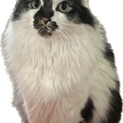 愛猫を探しています。