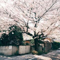 気軽に撮影や写真散歩に行ける写真好きな方募集です - 友達