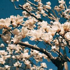 気軽に撮影や写真散歩に行ける写真好きな方募集です